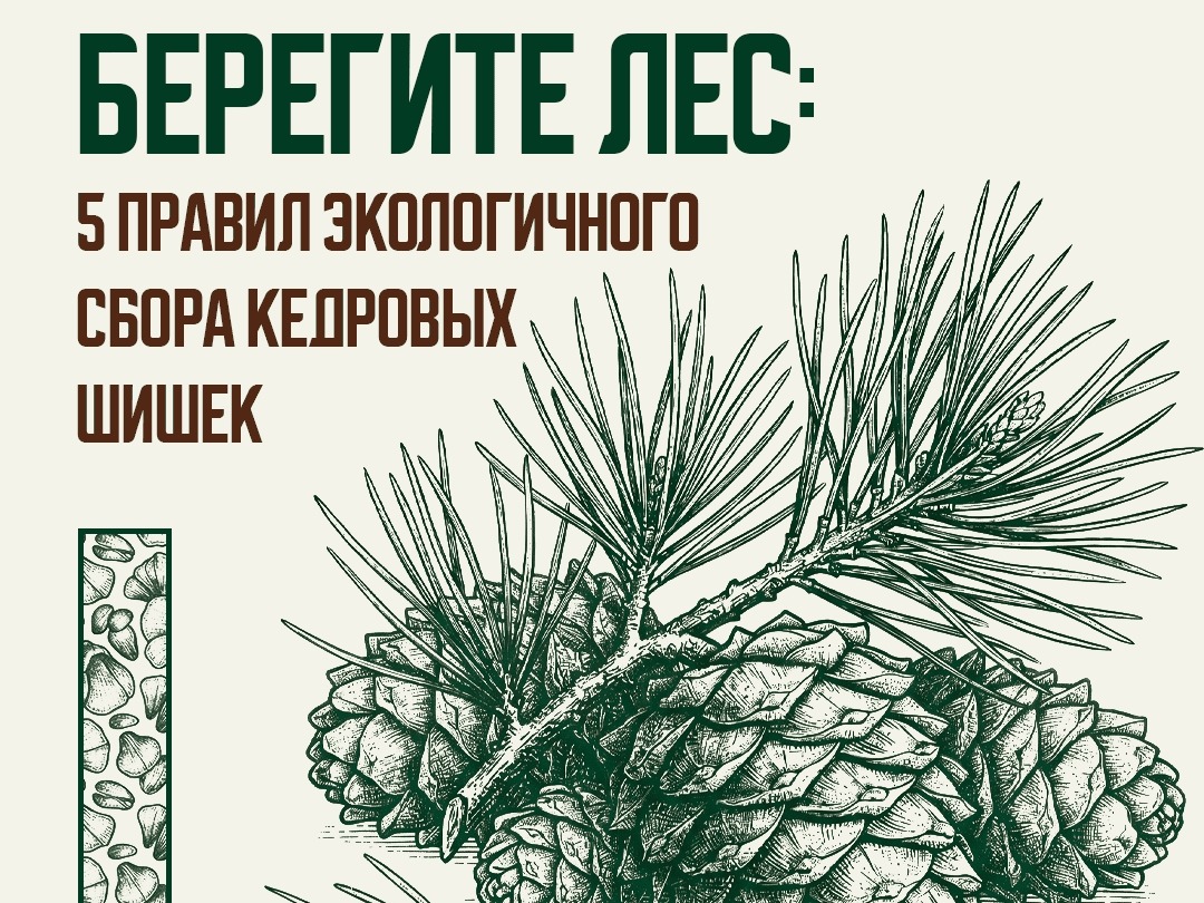 Порядок заготовки гражданами пищевых лесных ресурсов и сбора ими лекарственных растений для собственных нужд.